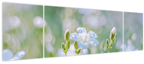 Obraz - Jemné květy (170x50 cm)