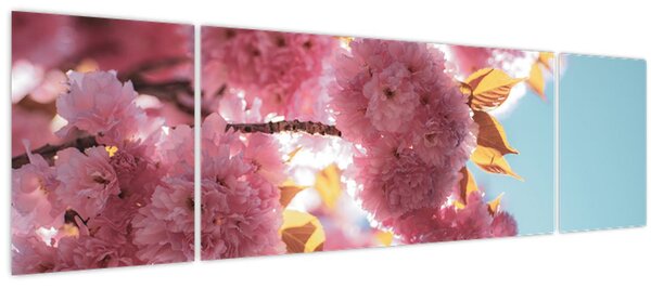 Obraz - Třešňový květ (170x50 cm)