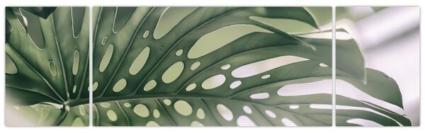 Obraz - List monstery (170x50 cm)