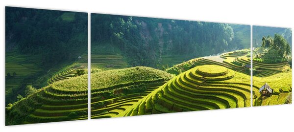 Obraz - Koncert rýžových teras (170x50 cm)