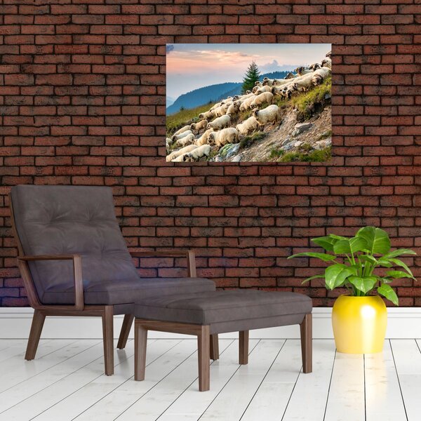 Obraz - Stádo ovcí (70x50 cm)