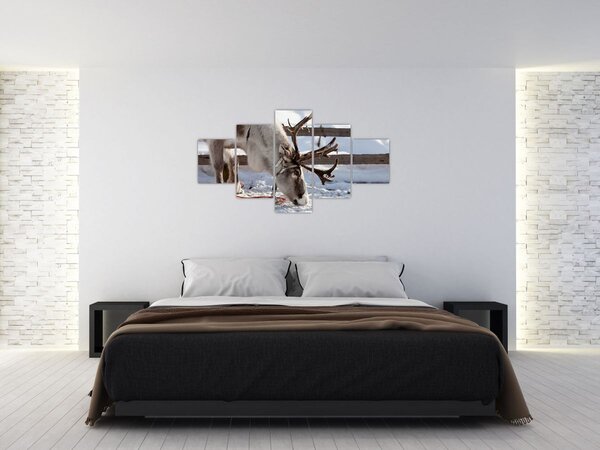 Obraz - Sob (125x70 cm)