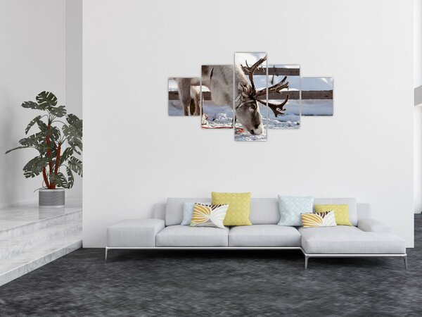 Obraz - Sob (125x70 cm)