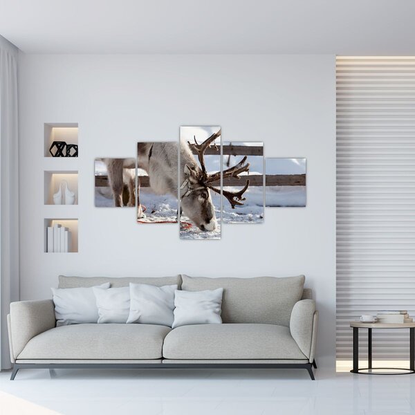 Obraz - Sob (125x70 cm)