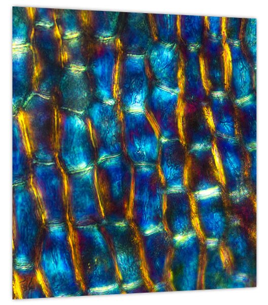 Obraz - Buněčná stěna (30x30 cm)