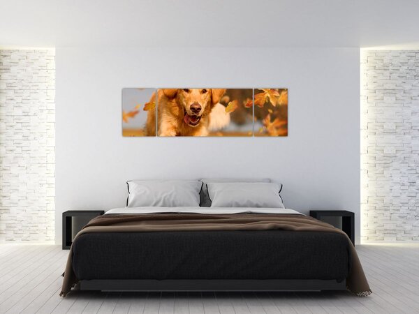 Obraz - Zlatý retrívr (170x50 cm)