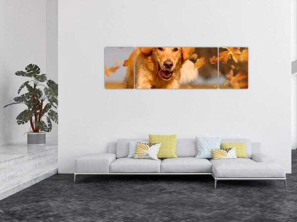 Obraz - Zlatý retrívr (170x50 cm)