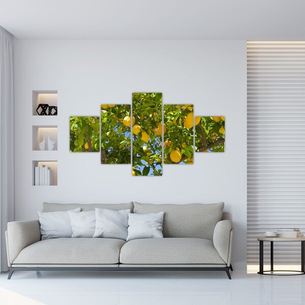 Obraz - Citrónovník (125x70 cm)