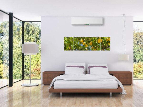 Obraz - Citrónovník (170x50 cm)