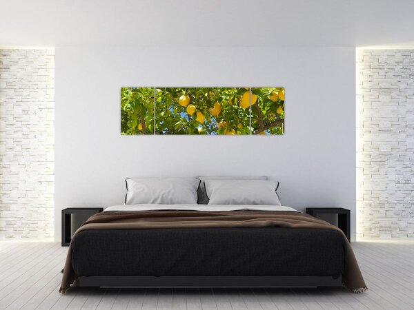 Obraz - Citrónovník (170x50 cm)