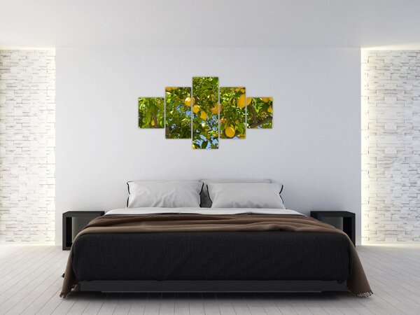 Obraz - Citrónovník (125x70 cm)