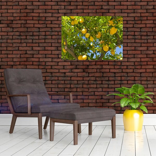 Obraz - Citrónovník (70x50 cm)