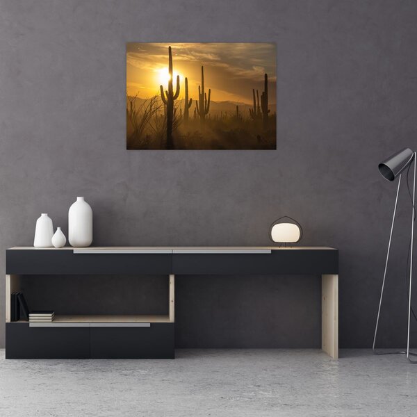 Obraz - Kaktusy Saguaro (70x50 cm)