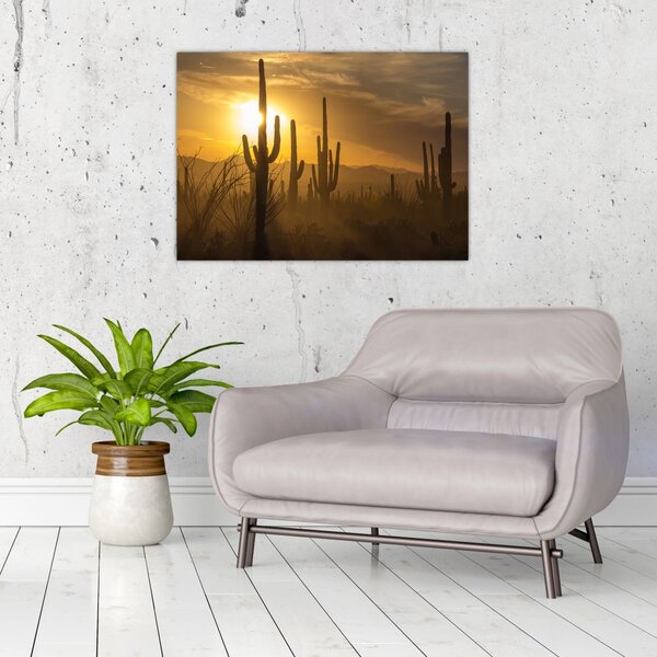 Obraz - Kaktusy Saguaro (70x50 cm)