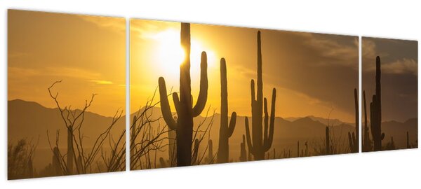 Obraz - Kaktusy Saguaro (170x50 cm)