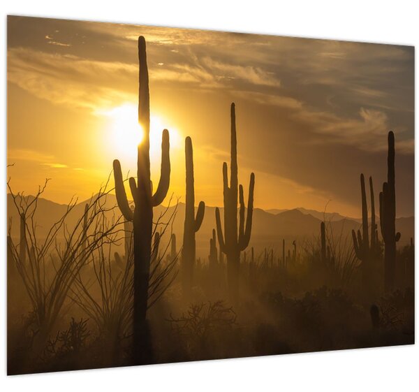 Obraz - Kaktusy Saguaro (70x50 cm)