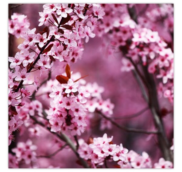 Obraz - Růžová sakura (30x30 cm)