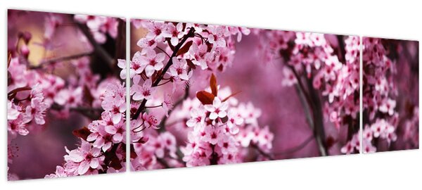 Obraz - Růžová sakura (170x50 cm)