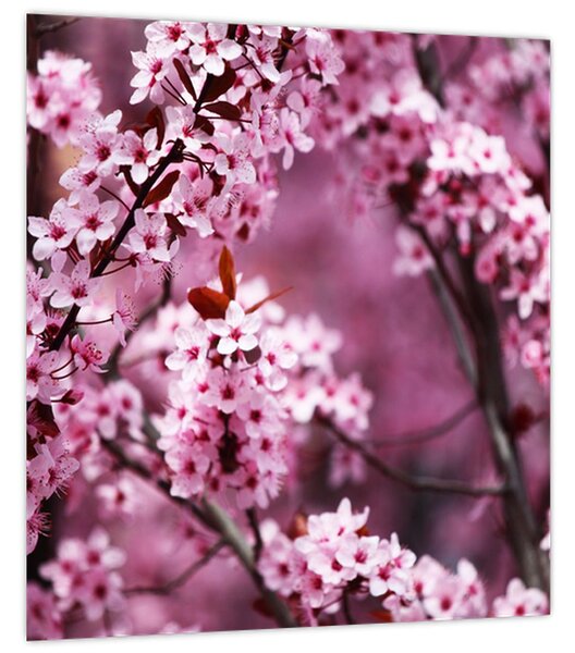 Obraz - Růžová sakura (30x30 cm)