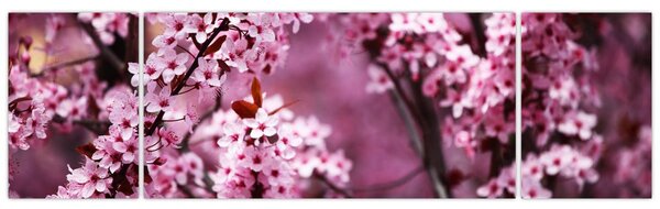 Obraz - Růžová sakura (170x50 cm)