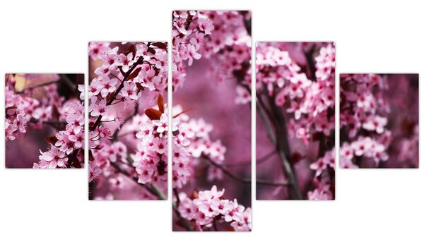 Obraz - Růžová sakura (125x70 cm)