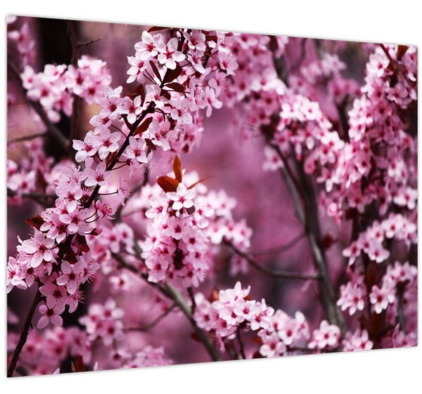 Obraz - Růžová sakura (70x50 cm)