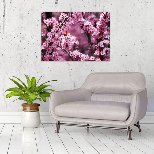 Obraz - Růžová sakura (70x50 cm)