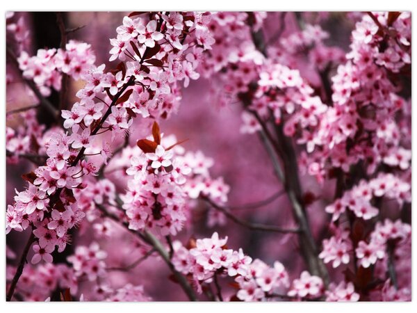 Obraz - Růžová sakura (70x50 cm)