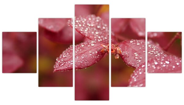Obraz - Makro snímek lístku (125x70 cm)