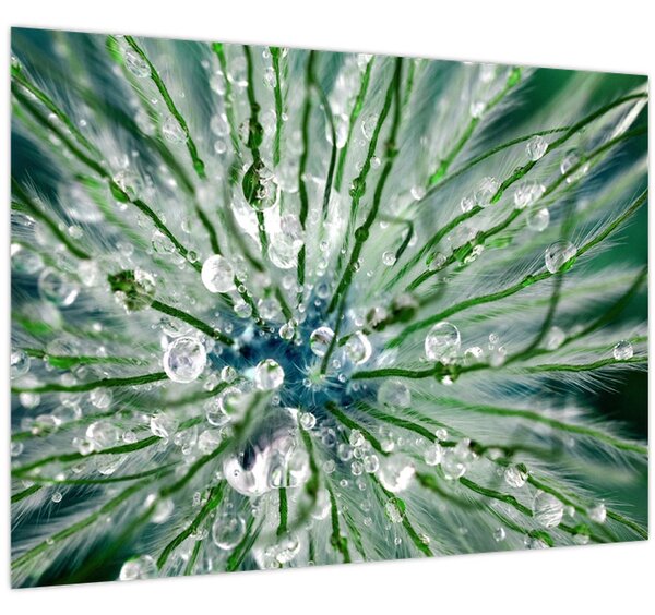 Obraz - Makro snímek květu (70x50 cm)
