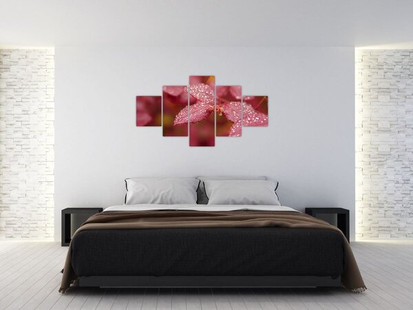 Obraz - Makro snímek lístku (125x70 cm)