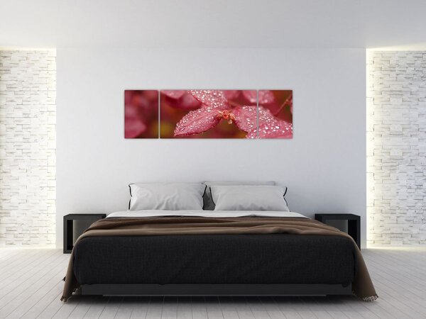 Obraz - Makro snímek lístku (170x50 cm)