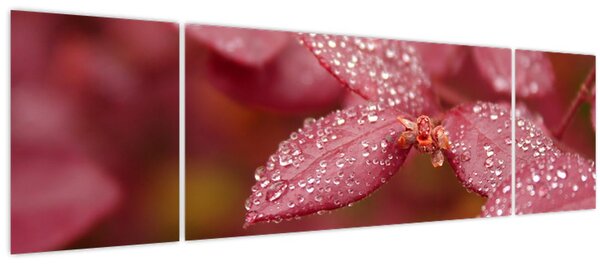 Obraz - Makro snímek lístku (170x50 cm)