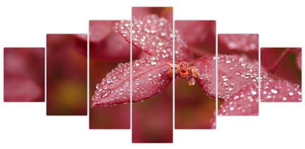 Obraz - Makro snímek lístku (210x100 cm)