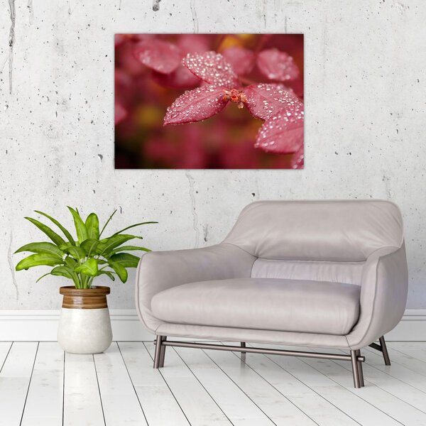 Obraz - Makro snímek lístku (70x50 cm)