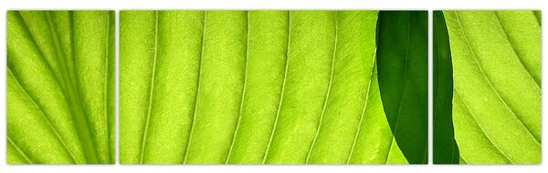 Obraz - Detail zeleného listu (170x50 cm)