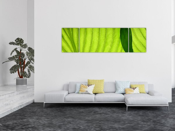 Obraz - Detail zeleného listu (170x50 cm)
