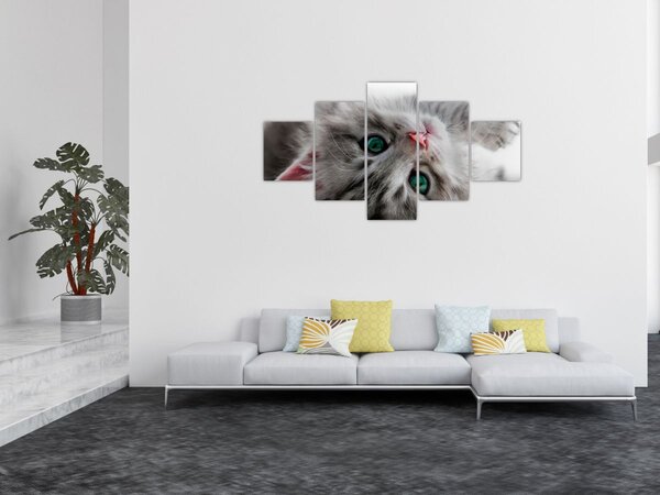 Obraz - Kočka se zelenýma očima (125x70 cm)
