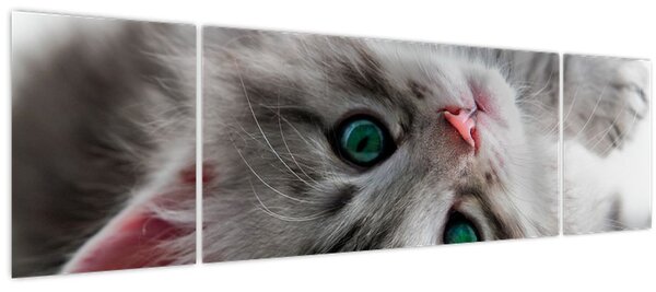 Obraz - Kočka se zelenýma očima (170x50 cm)