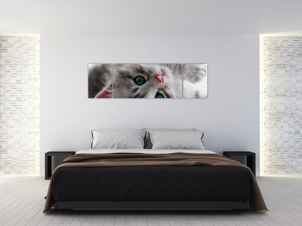 Obraz - Kočka se zelenýma očima (170x50 cm)
