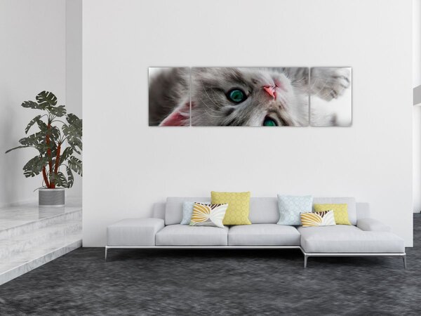 Obraz - Kočka se zelenýma očima (170x50 cm)