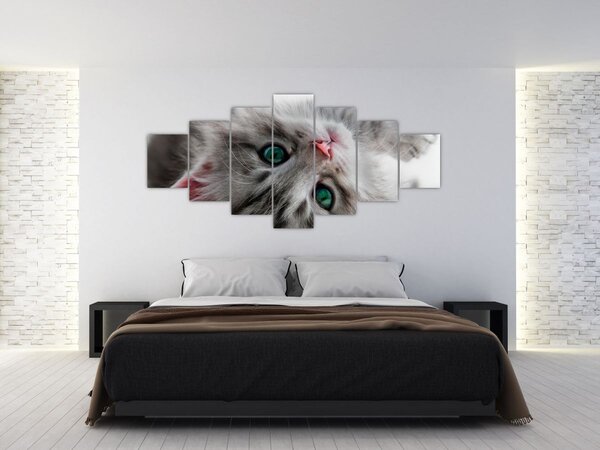 Obraz - Kočka se zelenýma očima (210x100 cm)