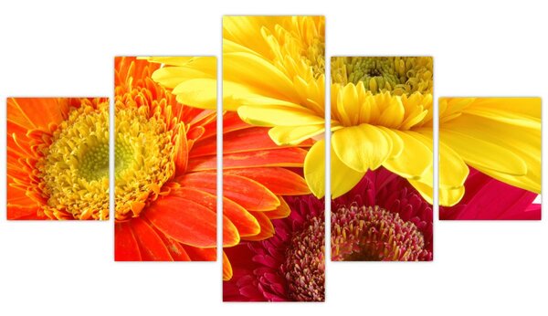 Obraz - Květy Gerbery (125x70 cm)