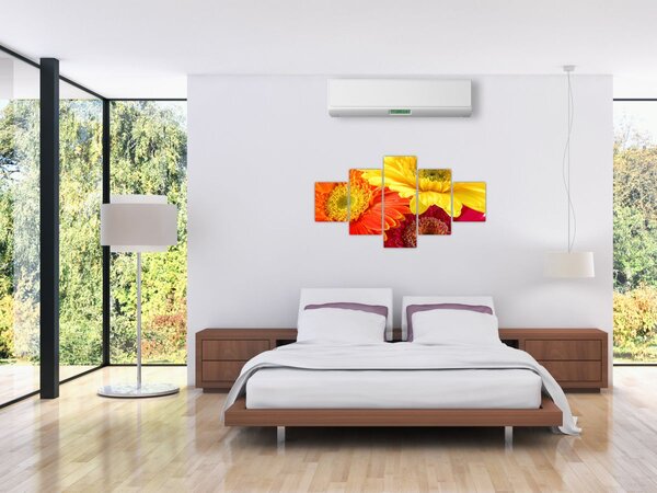 Obraz - Květy Gerbery (125x70 cm)