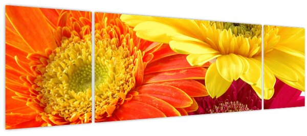 Obraz - Květy Gerbery (170x50 cm)