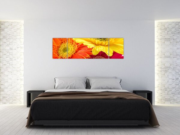 Obraz - Květy Gerbery (170x50 cm)