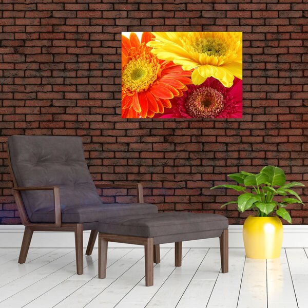 Obraz - Květy Gerbery (70x50 cm)