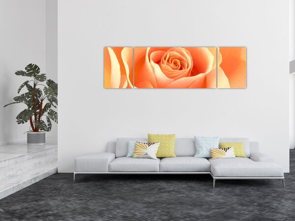 Obraz - Růže, meruňková barva (170x50 cm)