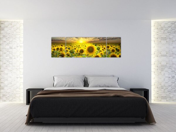 Obraz - Slunečnice při západu slunce (170x50 cm)