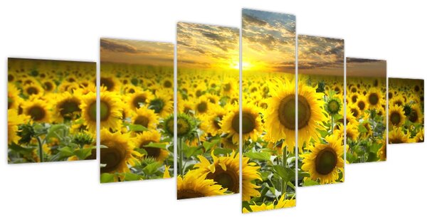 Obraz - Slunečnice při západu slunce (210x100 cm)